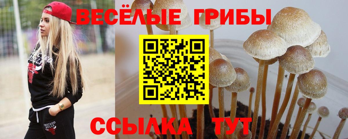 Галлюциногенные грибы GOLDEN TEACHER Тверь